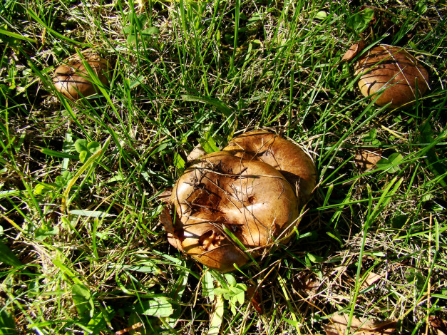 Обои картинки фото природа, грибы