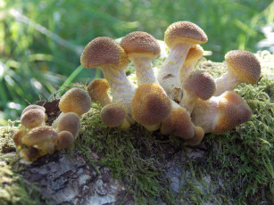 Картинка природа грибы макро пень мох