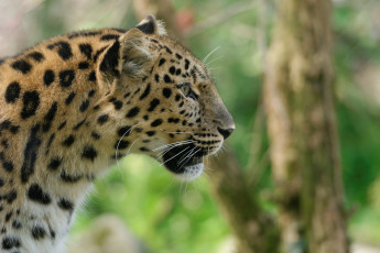Картинка животные леопарды амурский профиль кошка мех