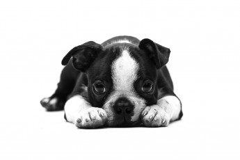 Картинка животные собаки щенок английский бульдог