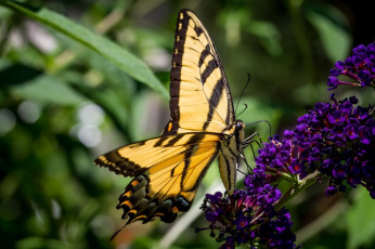 Картинка животные бабочки нежность макро крылья
