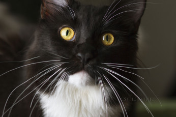 Картинка животные коты киса чёрно-белый кот