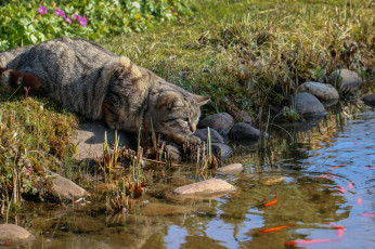 Картинка животные коты кот речка рыбалка