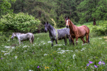 Картинка животные лошади луг трава лес