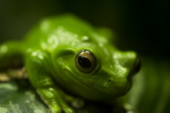 Картинка животные лягушки глаза макро зеленый