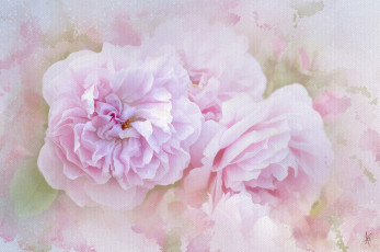 Картинка рисованные цветы цветение лепестки листья розовая роза