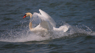 Картинка животные лебеди белый грация движение вода брызги крылья