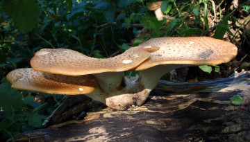 Картинка природа грибы растения вешенки пень