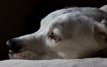 Картинка животные собаки грусть глаз нос