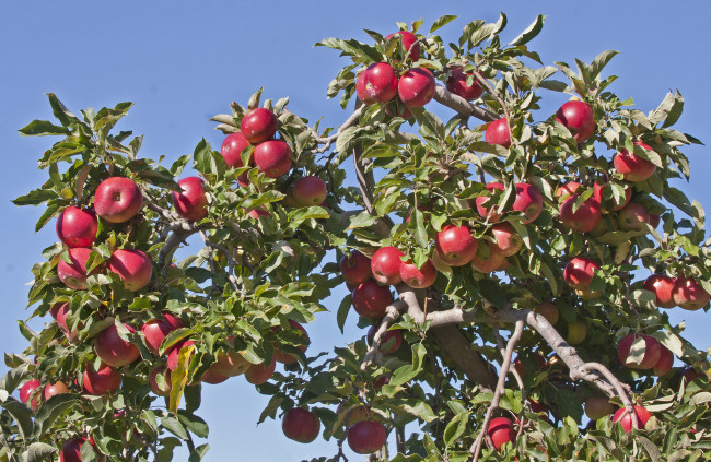 Обои картинки фото природа, плоды, яблоки, яблоня, небо, красные, листья, ветки