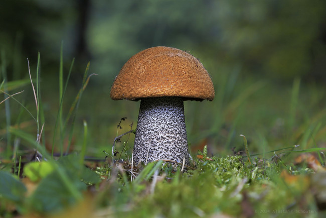 Обои картинки фото природа, грибы, подберезовик