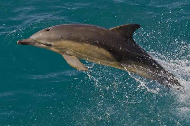 Обои картинки фото животные, дельфины, дельфин, море