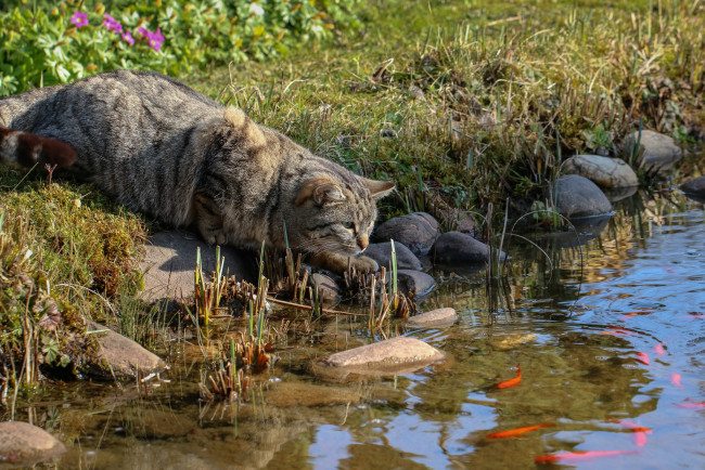 Обои картинки фото животные, коты, кот, речка, рыбалка