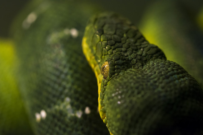 Обои картинки фото животные, змеи,  питоны,  кобры, зеленый, чешуя, голова