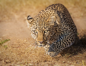 Картинка животные леопарды масаи-мара дикая кошка kenya кения masai mara взгляд леопард