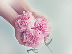 Картинка цветы гвоздики розовый трио руки