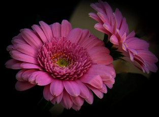 Картинка цветы герберы розовый макро