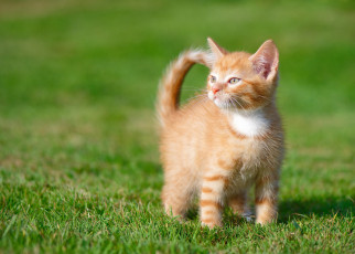Картинка животные коты малыш котёнок боке взгляд трава