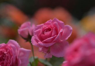 Картинка цветы розы макро боке