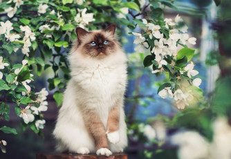 Картинка животные коты кошка цветы весна ветки сиамская дерево