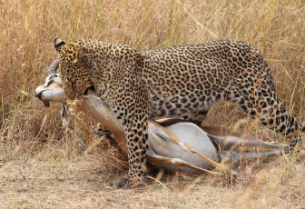 Картинка животные леопарды кошка леопард трава охота туша