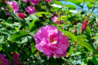 Картинка цветы розы розовый бутоны