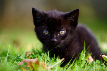 Картинка животные коты боке малыш котёнок взгляд трава