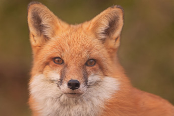 Картинка животные лисы портрет взгляд лиса рыжая морда