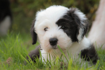 Картинка животные собаки бобтейл щенок собака трава