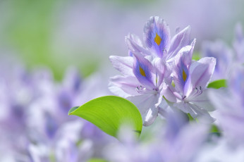 Картинка цветы эйхорния+ водяной+гиацинт эйхорния отличная лист водяной гиацинт боке макро