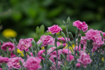 Картинка цветы гвоздики розовый бутоны боке