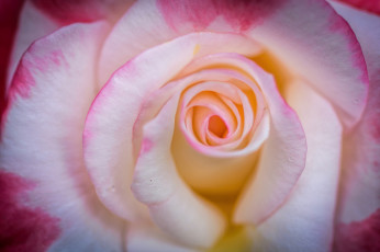 Картинка цветы розы роза нежность лепестки макро бутон