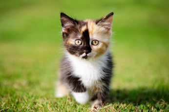 Картинка животные коты трава малыш боке взгляд котёнок