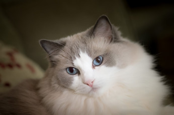 Картинка животные коты взгляд пушистая рэгдолл мордочка голубые глаза кошка