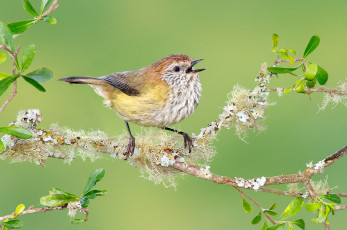 Картинка животные птицы птица ветка полосатая шипоклювка