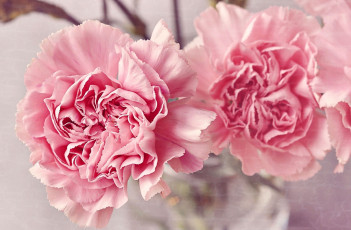 Картинка цветы гвоздики розовый макро дуэт
