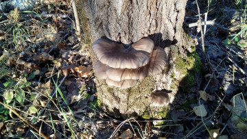 Картинка вешенки природа грибы лес