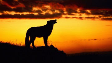 Картинка животные волки +койоты +шакалы волк закат силуэт