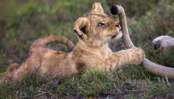 Картинка животные львы львенок хвост игра трава