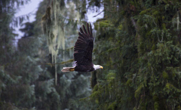 Картинка животные птицы+-+хищники лес полет орлан птица