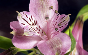Картинка цветы альстромерия макро