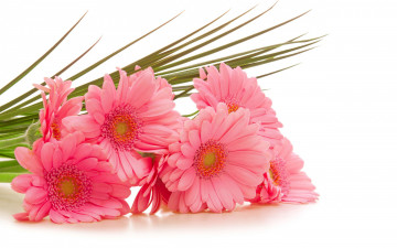 Картинка цветы герберы розовые букет