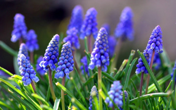 Картинка цветы гиацинты синий мускари