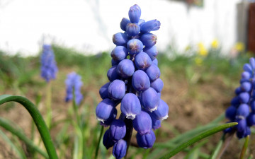 Картинка цветы гиацинты синий мускари