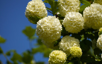 Картинка цветы калина+ бульдонеж белые шары калина соцветия бульденеж макро