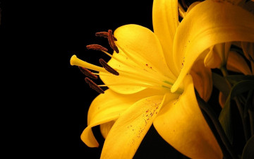 Картинка цветы лилии +лилейники желтая лилия цветок