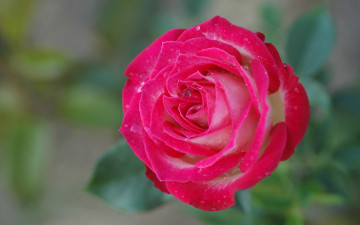 Картинка цветы розы роза боке макро бутон