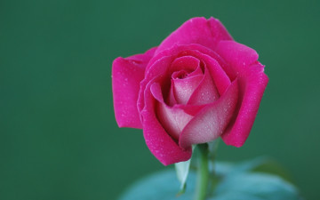 Картинка цветы розы роза фон макро бутон