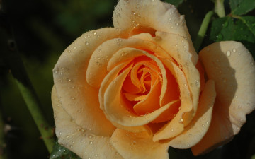 Картинка цветы розы роза капли жёлтая лепестки макро бутон