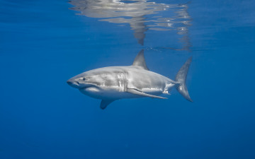 Картинка животные акулы рыба акула море